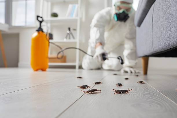 Affordable Termite Control solutions in Freeland, MI